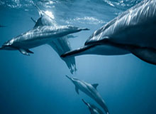 网红在中午时分遭遇热点事件欲望升腾，樱桃视频全网炸锅，详情围观